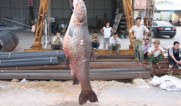 怎么钓青鱼视频大全,视频大全精华汇总